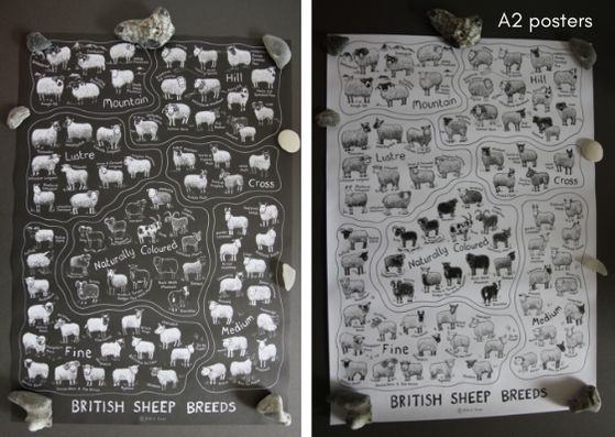 British Sheep Breeds Posters by Katie Green - Provenance Craft Co